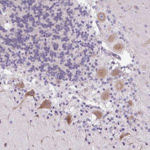 Anti-SYBU antibody produced in rabbit 