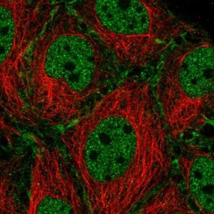 Anti-SYCP2 antibody produced in rabbit 