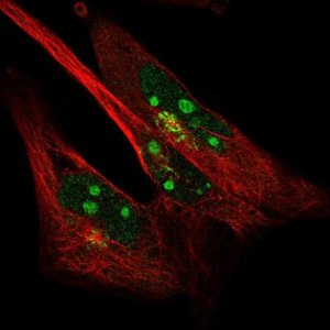 Anti-SYDE2 antibody produced in rabbit 