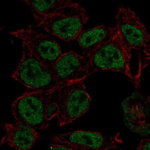 Anti-SYN2 antibody produced in rabbit 