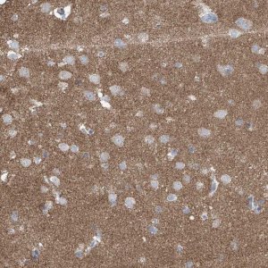Anti-SYN3 antibody produced in rabbit 
