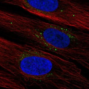 Anti-SYNDIG1 antibody produced in rabbit 