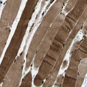 Anti-SYNE1 antibody produced in rabbit 