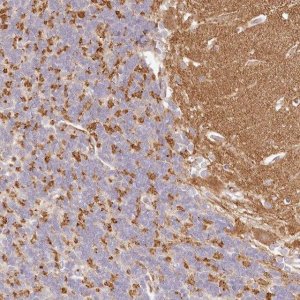 Anti-SYNGR1 antibody produced in rabbit 