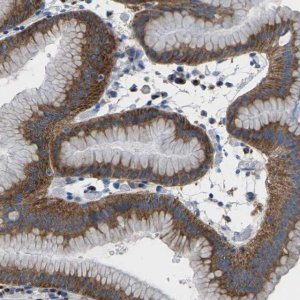 Anti-SYNGR2 antibody produced in rabbit 