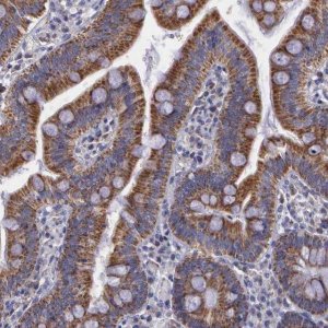 Anti-SYNJ2BP antibody produced in rabbit 