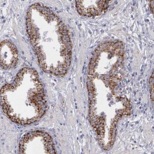 Anti-SYNJ2BP antibody produced in rabbit 