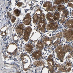 Anti-SYPL1 antibody produced in rabbit 