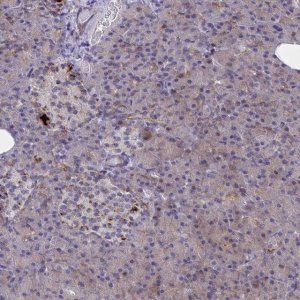Anti-SYT10 antibody produced in rabbit 