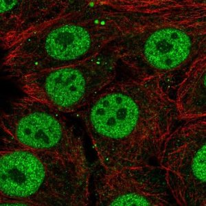 Anti-SYT10 antibody produced in rabbit 