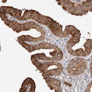 Anti-SZT2 antibody produced in rabbit 