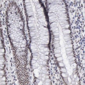 Anti-TAF1 antibody produced in rabbit 