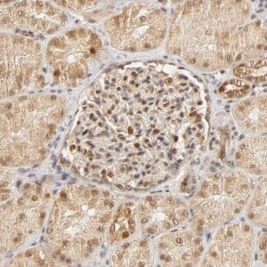 Anti-TAF10 antibody produced in rabbit 