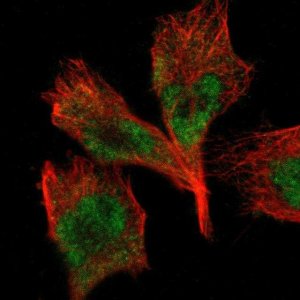 Anti-TAF10 antibody produced in rabbit 