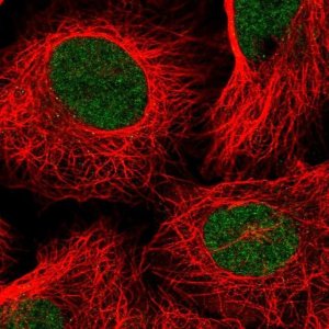 Anti-TAF11 antibody produced in rabbit 