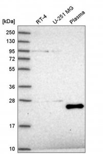 Anti-TAF11 antibody produced in rabbit 