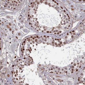 Anti-TAF13 antibody produced in rabbit 