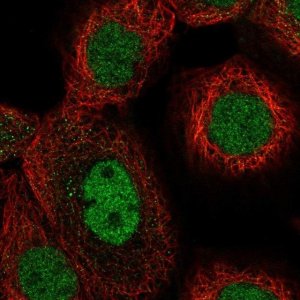 Anti-TAF1A antibody produced in rabbit 