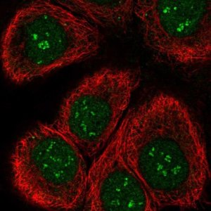 Anti-TAF1C antibody produced in rabbit 