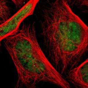 Anti-TAF4 antibody produced in rabbit 