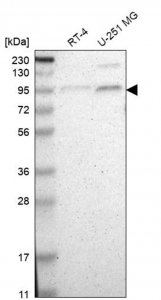 Anti-TAF5 antibody produced in rabbit 