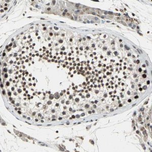Anti-TAF6 antibody produced in rabbit HPA006566-100UL