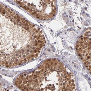 Anti-TAF7L antibody produced in rabbit 