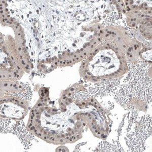 Anti-TAF8 antibody produced in rabbit 