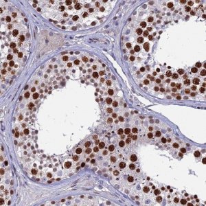 Anti-TAF9B antibody produced in rabbit 