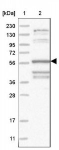 Anti-TAGAP antibody produced in rabbit 