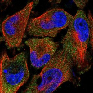 Anti-TAL2 antibody produced in rabbit 