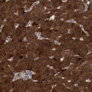 Anti-TANC2 antibody produced in rabbit 