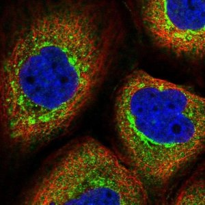 Anti-TANGO6 antibody produced in rabbit 