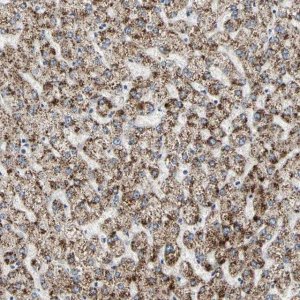 Anti-TAOK1 antibody produced in rabbit 