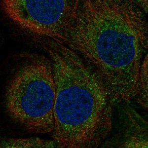 Anti-TAP1 antibody produced in rabbit 