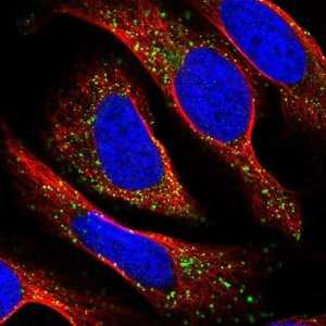 Anti-TAPT1 antibody produced in rabbit 