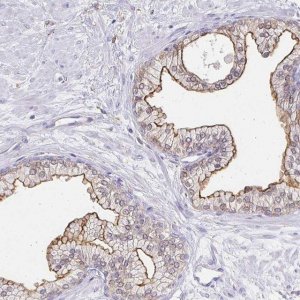 Anti-TAS1R3 antibody produced in rabbit 