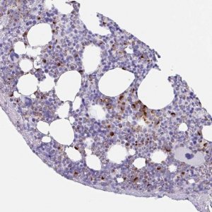 Anti-TAS2R41 antibody produced in rabbit 