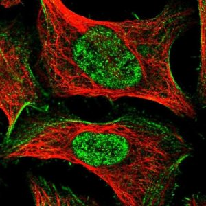 Anti-TAS2R42 antibody produced in rabbit 