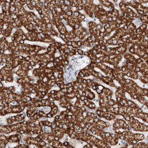 Anti-TAS2R60 antibody produced in rabbit 