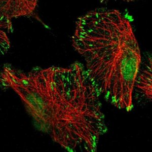Anti-TATDN3 antibody produced in rabbit 
