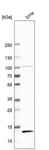 Anti-TAX1BP3 antibody produced in rabbit 