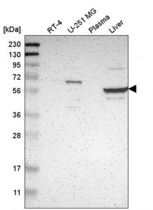 Anti-TBC1D10A antibody produced in rabbit HPA007725-100UL