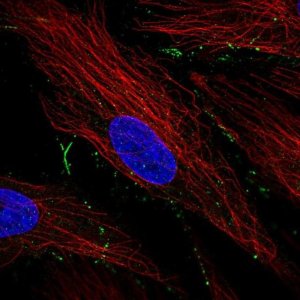 Anti-TBC1D24 antibody produced in rabbit HPA068080-100UL