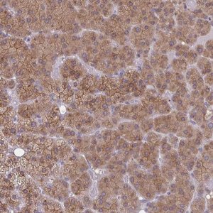 Anti-TBC1D4 antibody produced in rabbit 