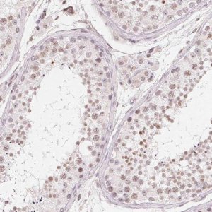 Anti-TBP antibody produced in rabbit 