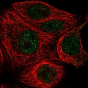 Anti-TBP antibody produced in rabbit 