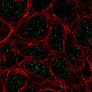 Anti-TBX6 antibody produced in rabbit 