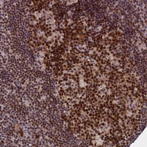 Anti-TCEA1 antibody produced in rabbit 