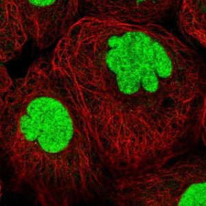 Anti-TCEA1 antibody produced in rabbit 